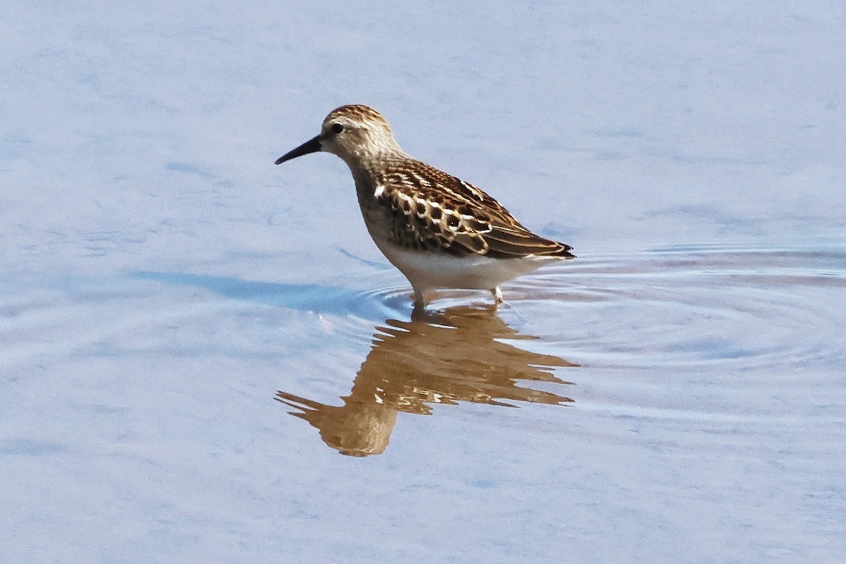 Least Sandpiper - ML642370808