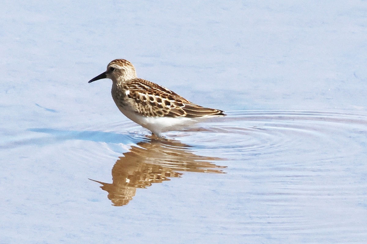 Least Sandpiper - ML642370809