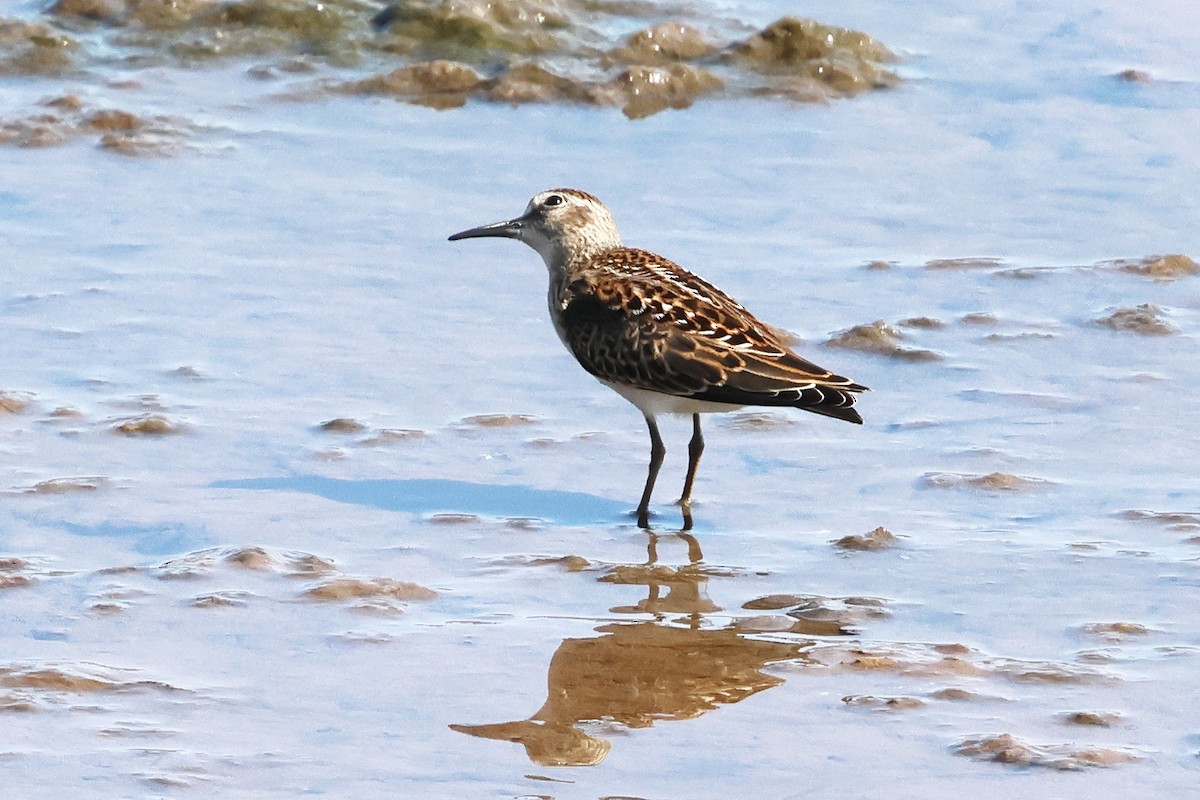 Least Sandpiper - ML642370811