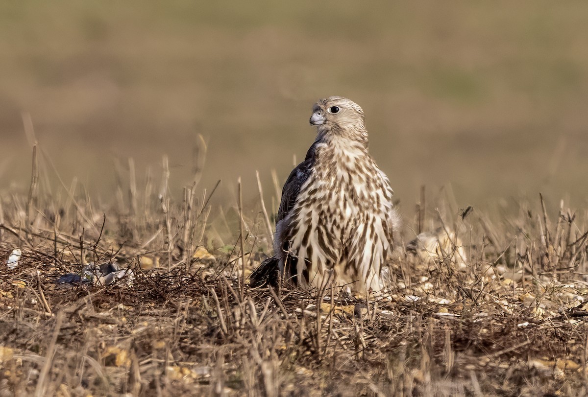 raroh velký - ML642370852