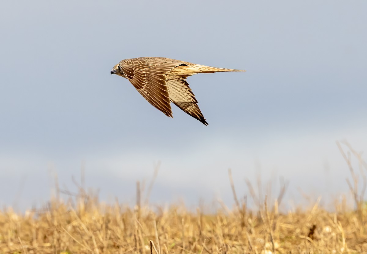 raroh velký - ML642370855