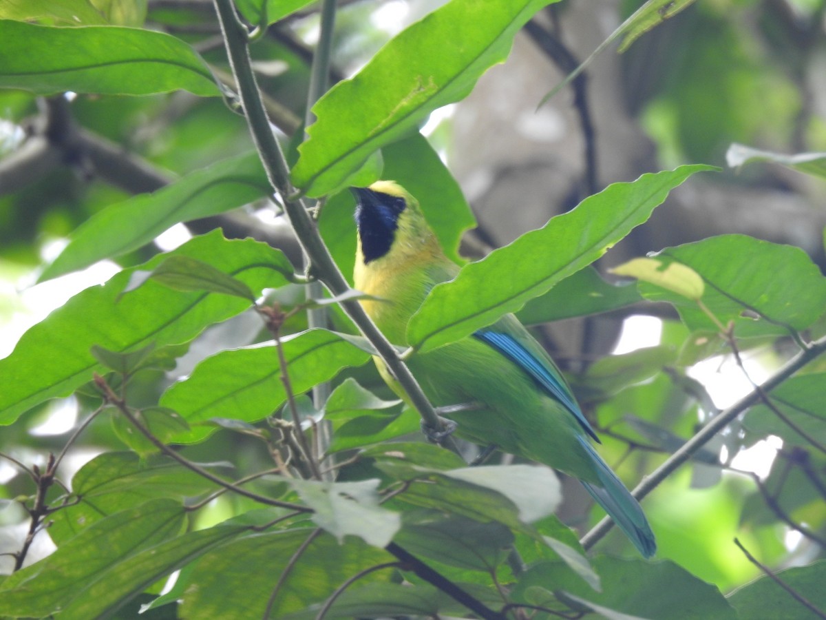 Blue-winged Leafbird - ML642370919