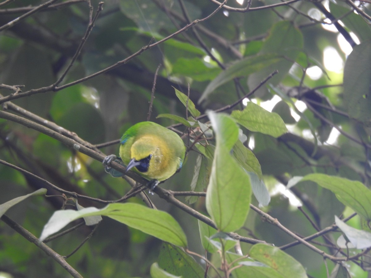 Blue-winged Leafbird - ML642370920