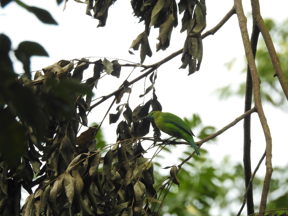 Blue-winged Leafbird - ML642370921