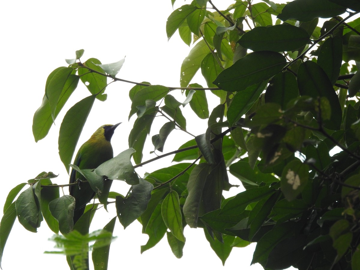 Blue-winged Leafbird - ML642370922