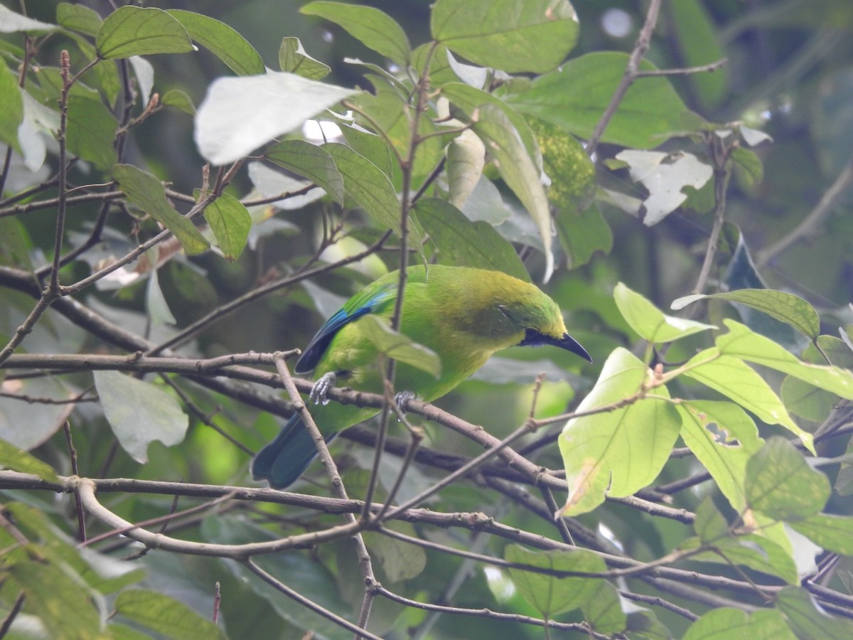 Blue-winged Leafbird - ML642370923