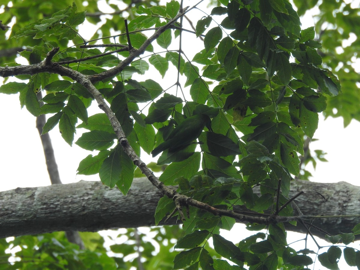Blue-winged Leafbird - ML642370924