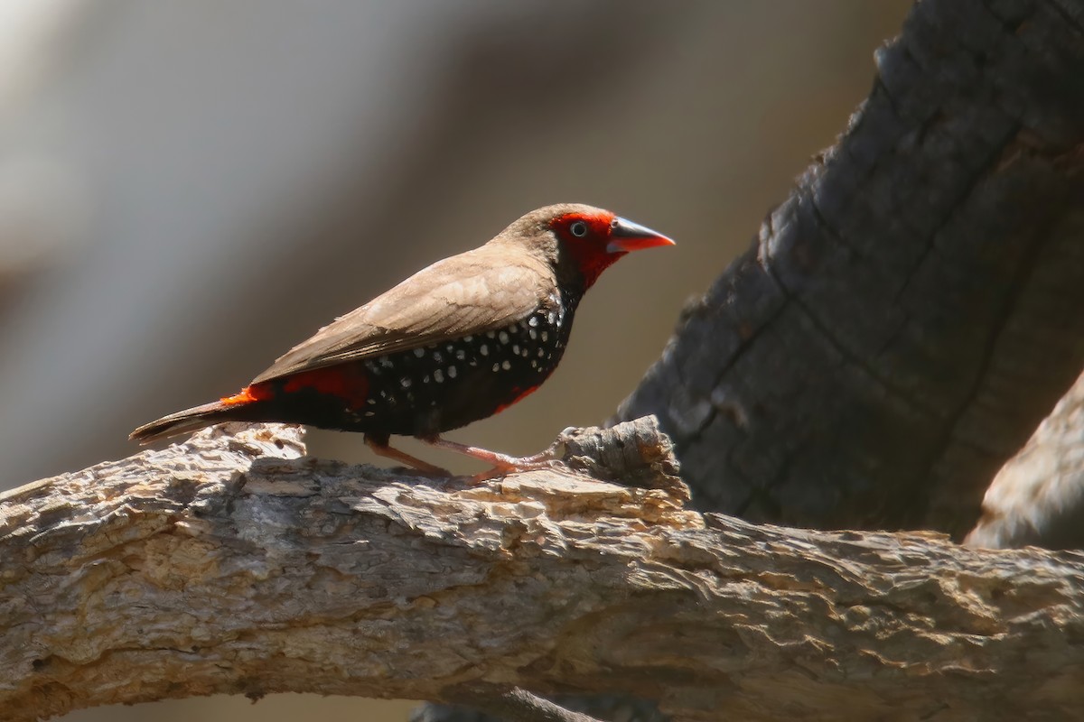 Painted Firetail - ML642370939