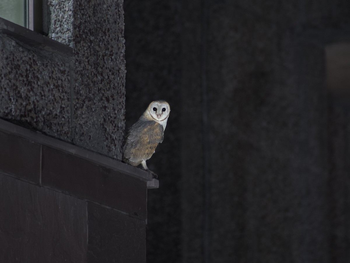 Eastern Barn Owl - ML642370950