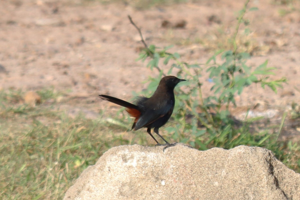 Indian Robin - ML642370953