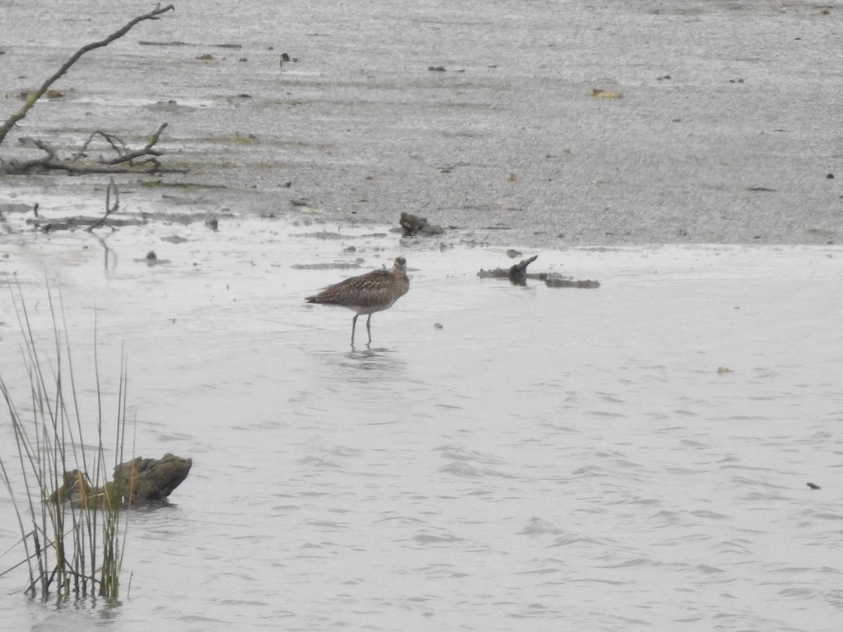 Whimbrel - ML642370958