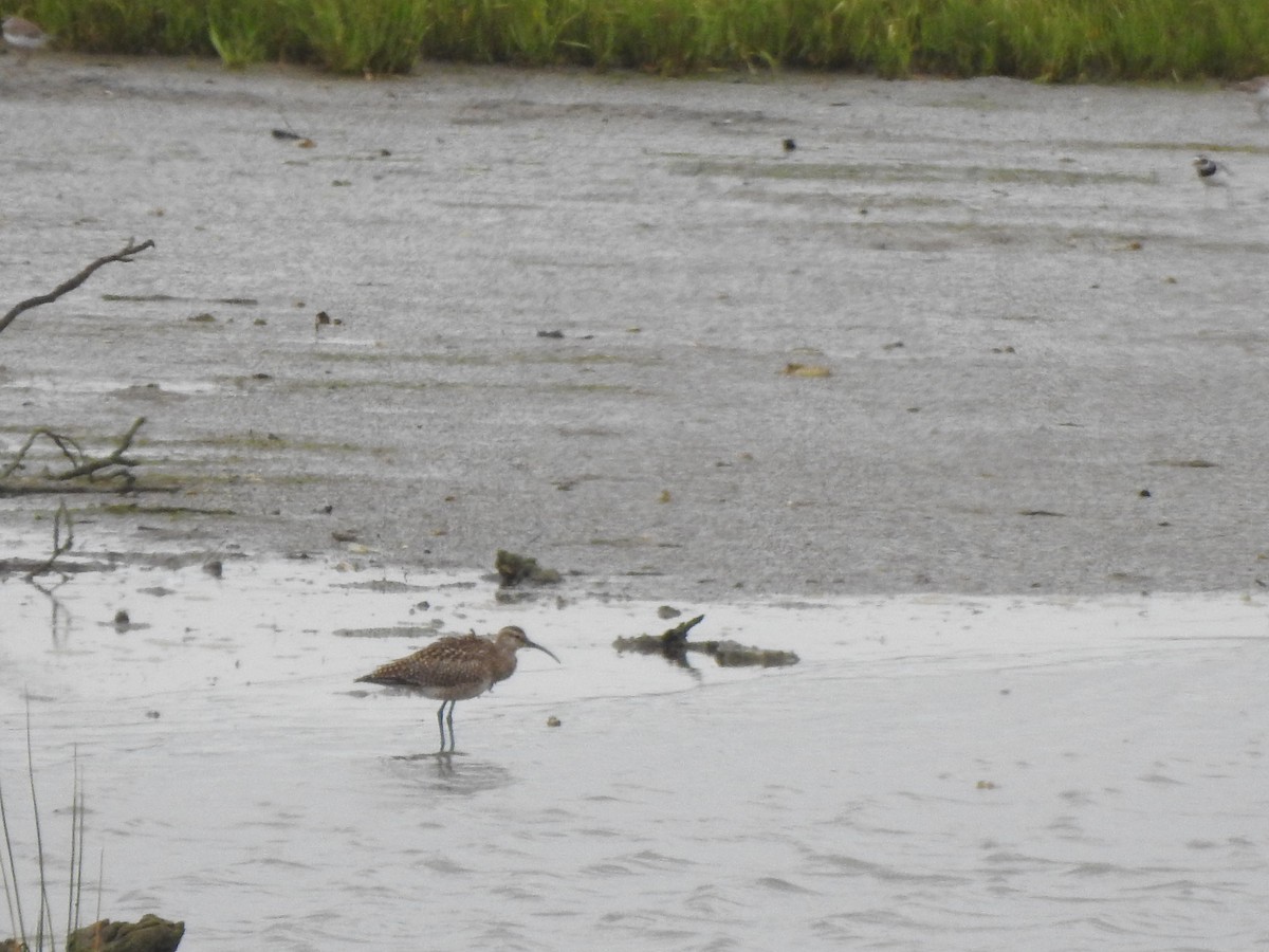 Whimbrel - ML642370966