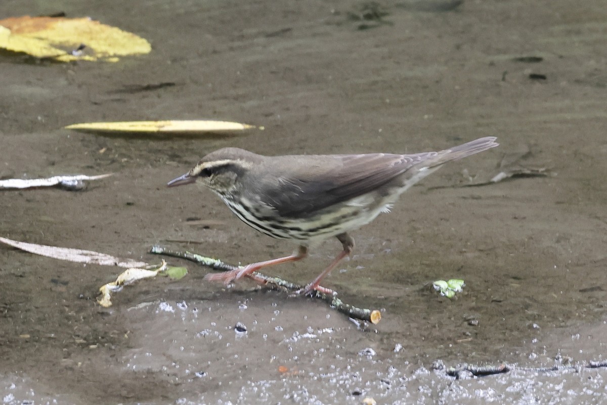 Northern Waterthrush - ML642370970