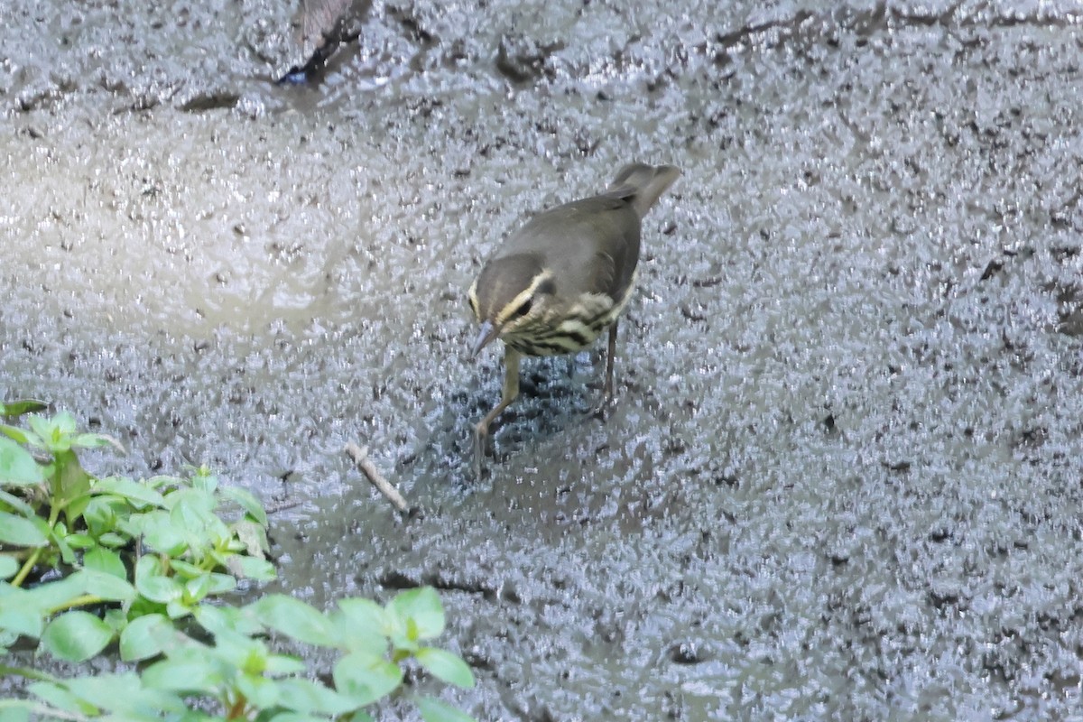 Northern Waterthrush - ML642370971
