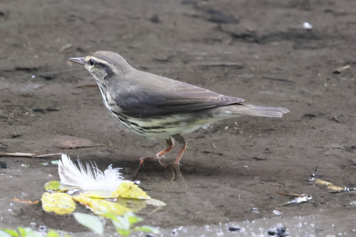 Northern Waterthrush - ML642370972