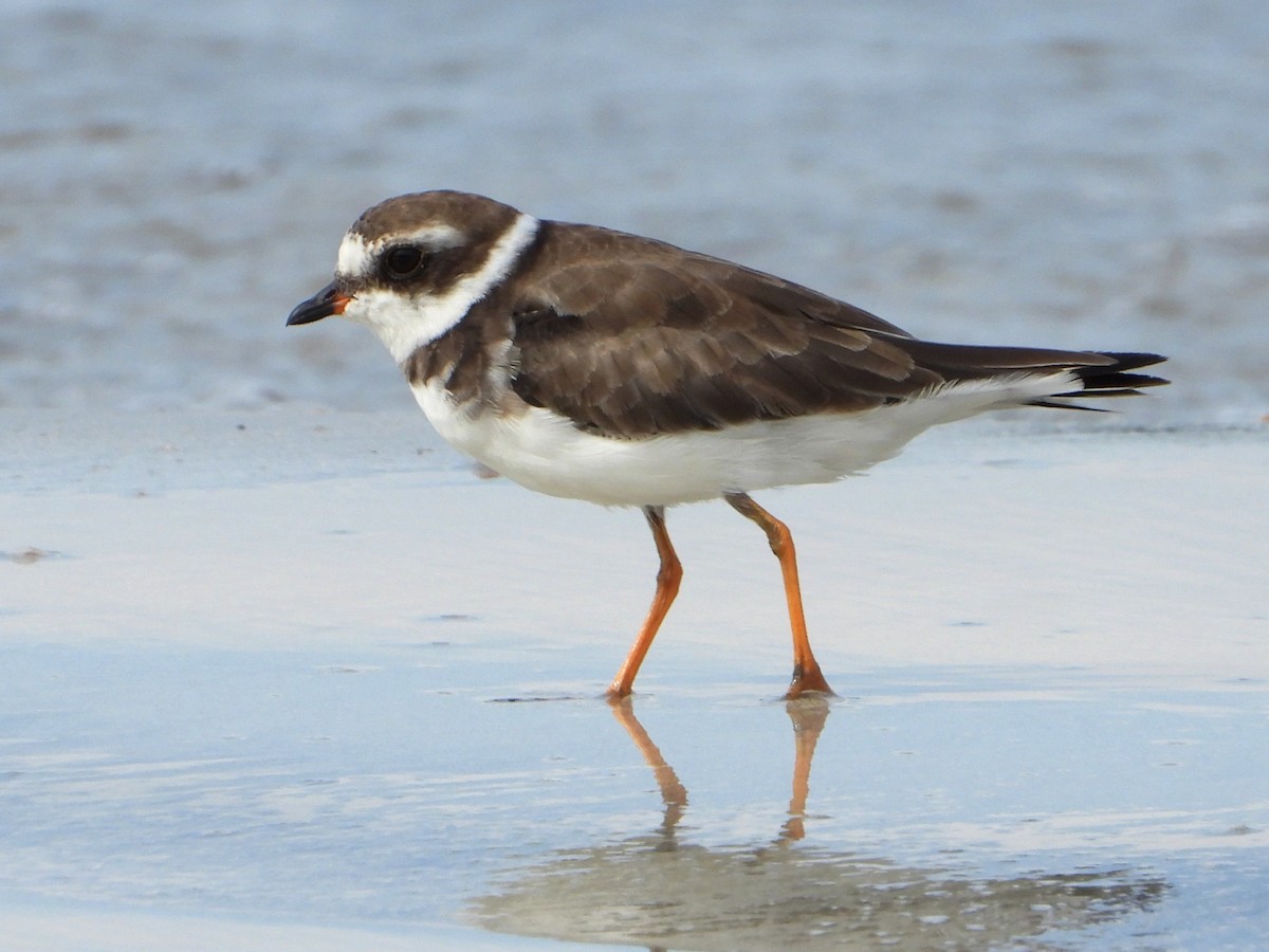 Semipalmated Plover - ML642370974