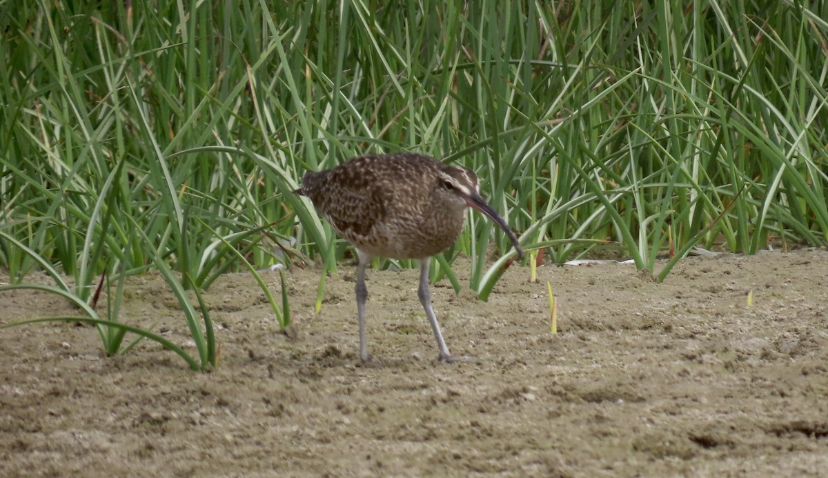 Whimbrel - ML642370975