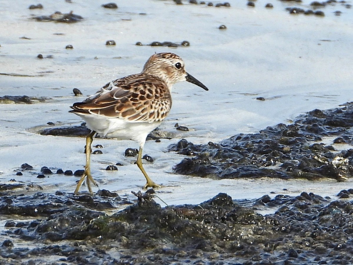 Least Sandpiper - ML642370982