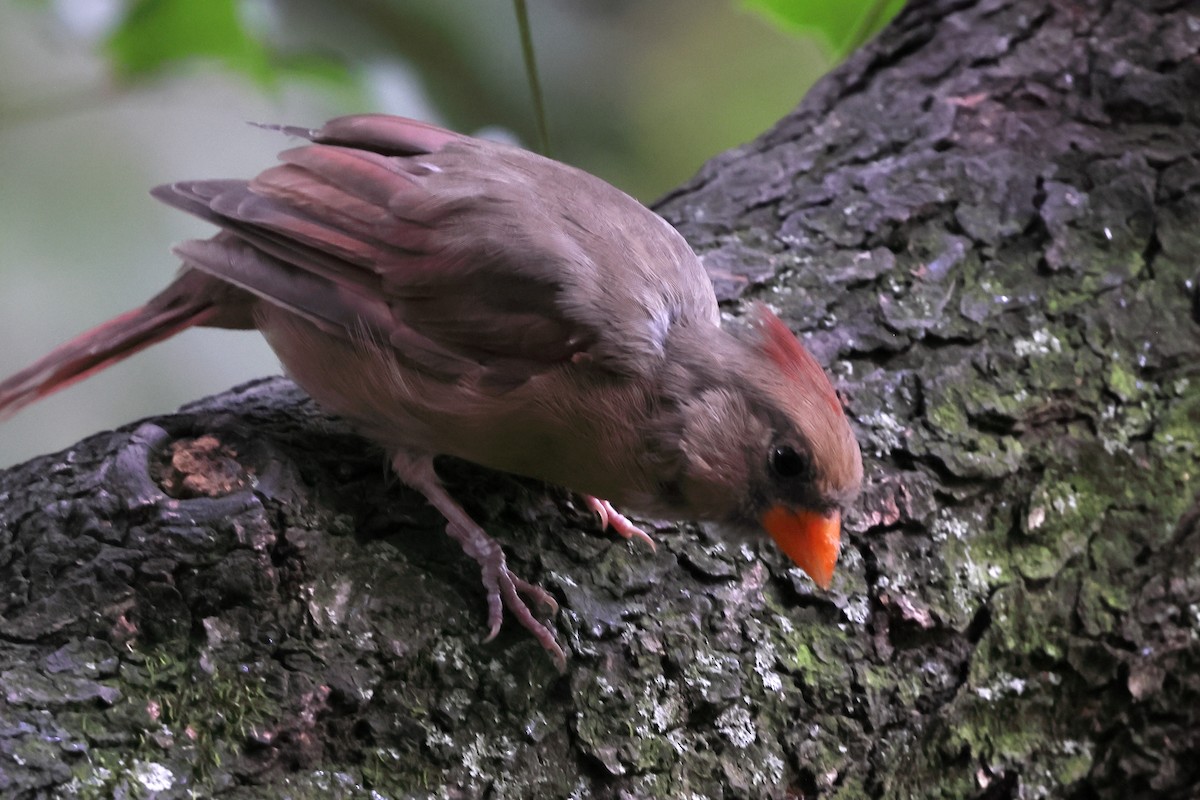 Northern Cardinal - ML642371012