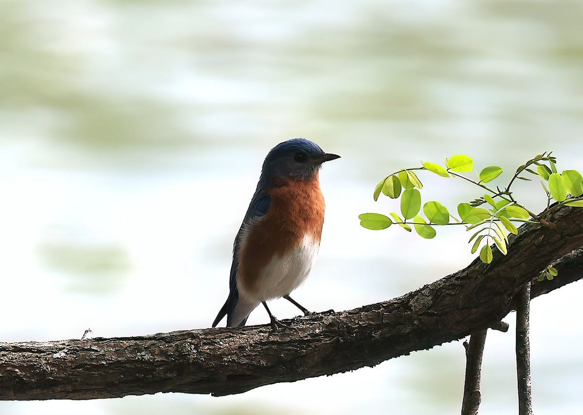 Eastern Bluebird (Eastern) - ML642371035