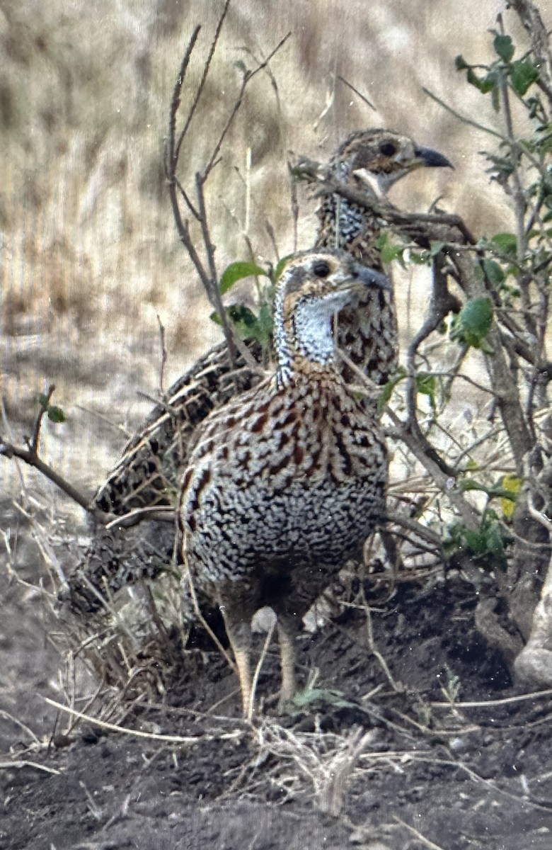 Shelley's Francolin - ML642371038