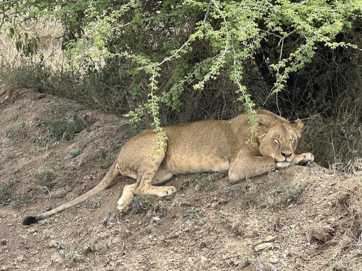 Animals - ML642371062