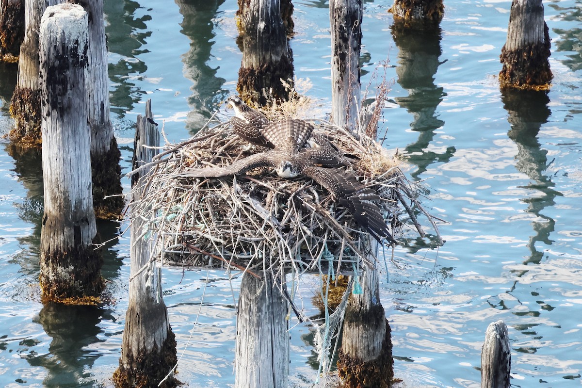 魚鷹 - ML642371069