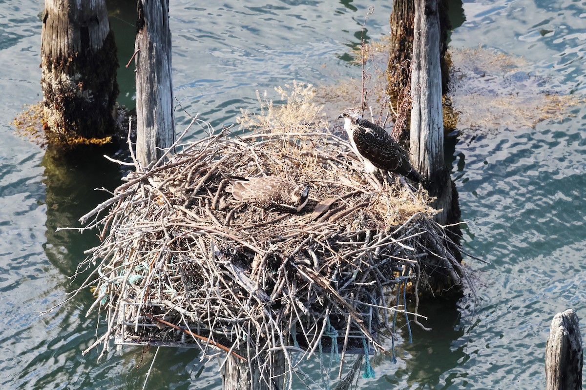 Osprey - ML642371071