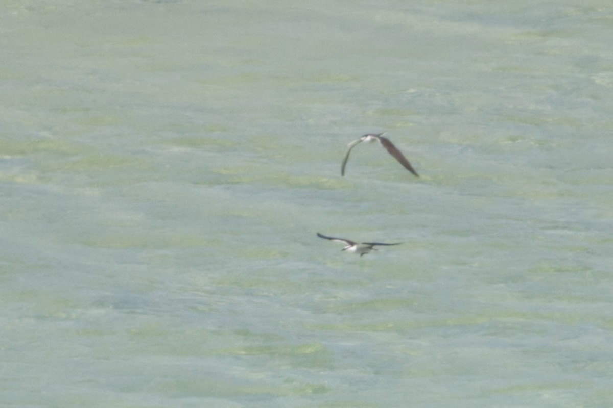 Bridled Tern - ML642371082