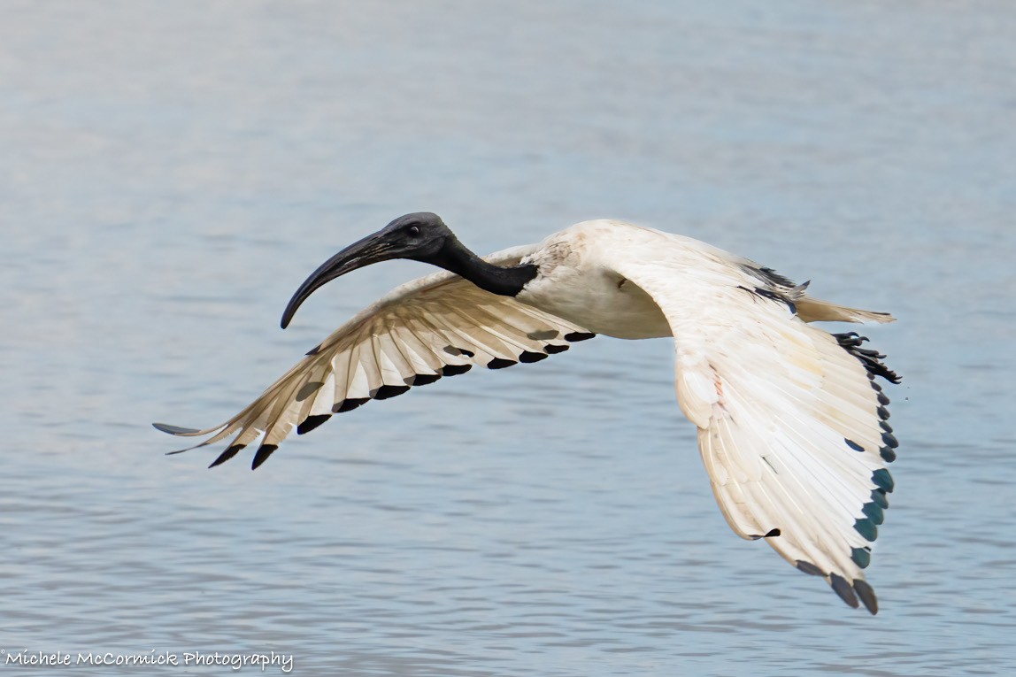 African Sacred Ibis - ML642371083