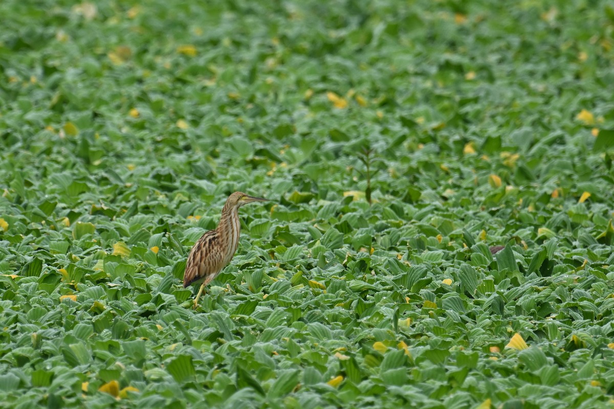 Yellow Bittern - ML642371084