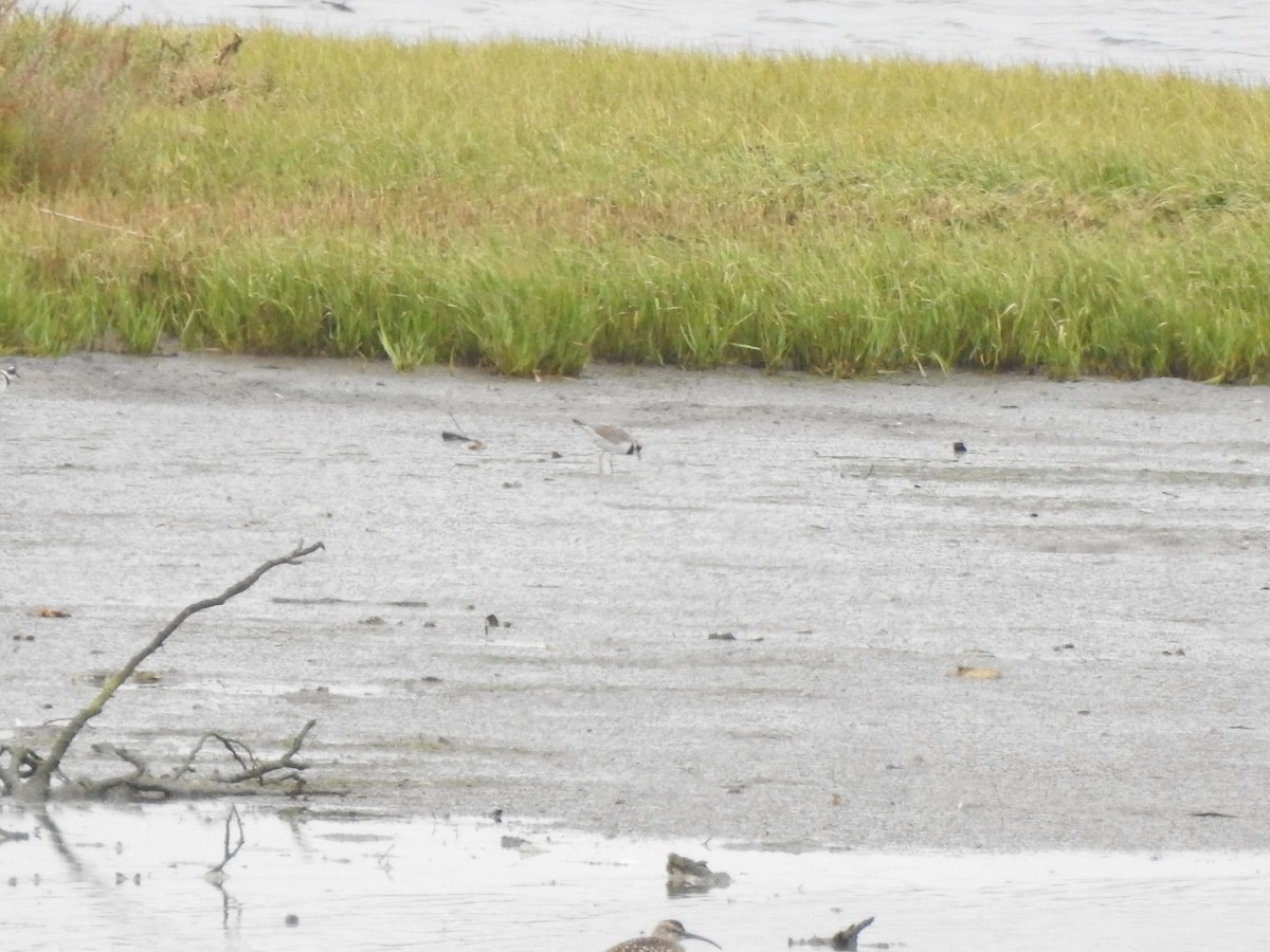 Common Ringed Plover - ML642371085