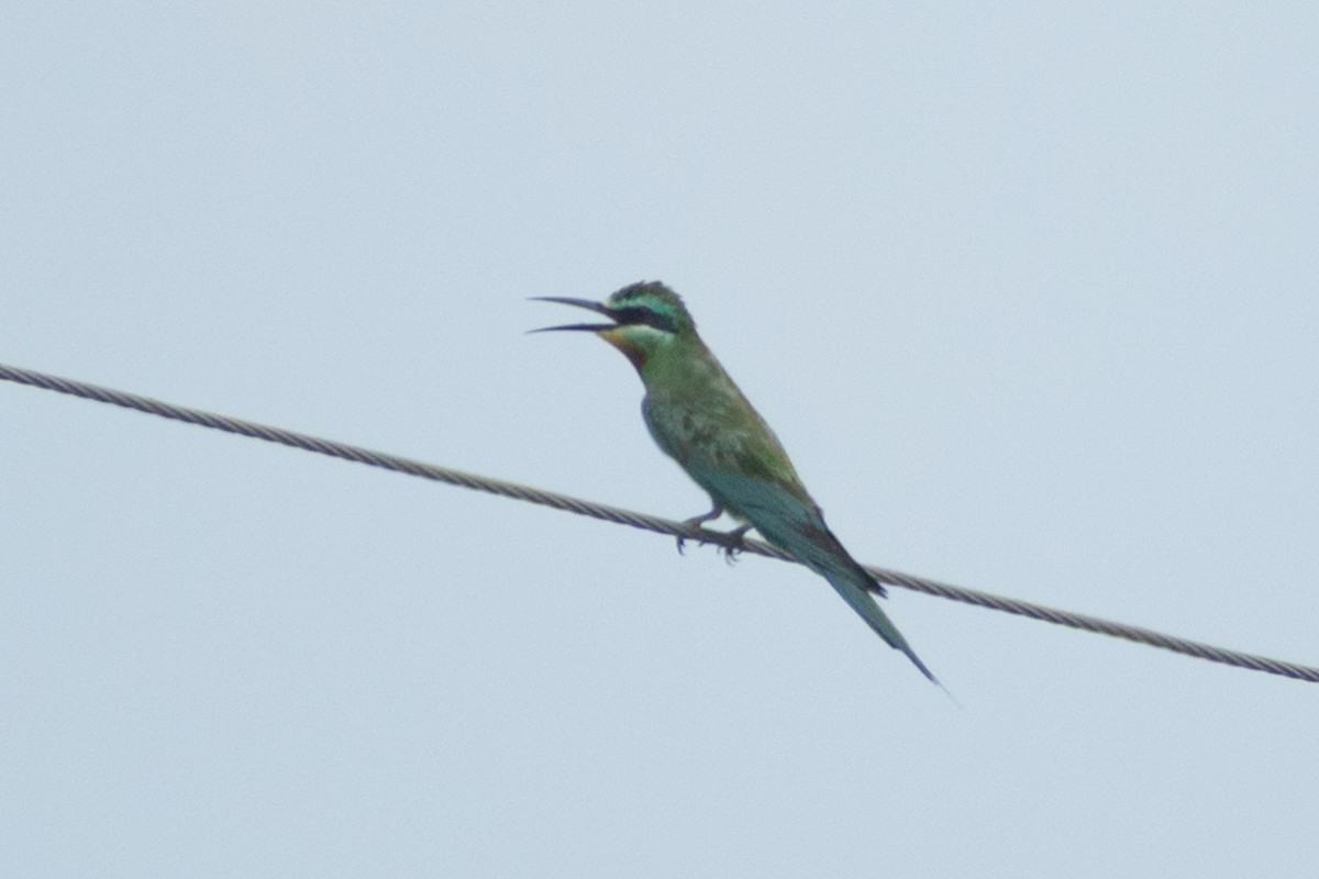 Blue-cheeked Bee-eater - ML642371088
