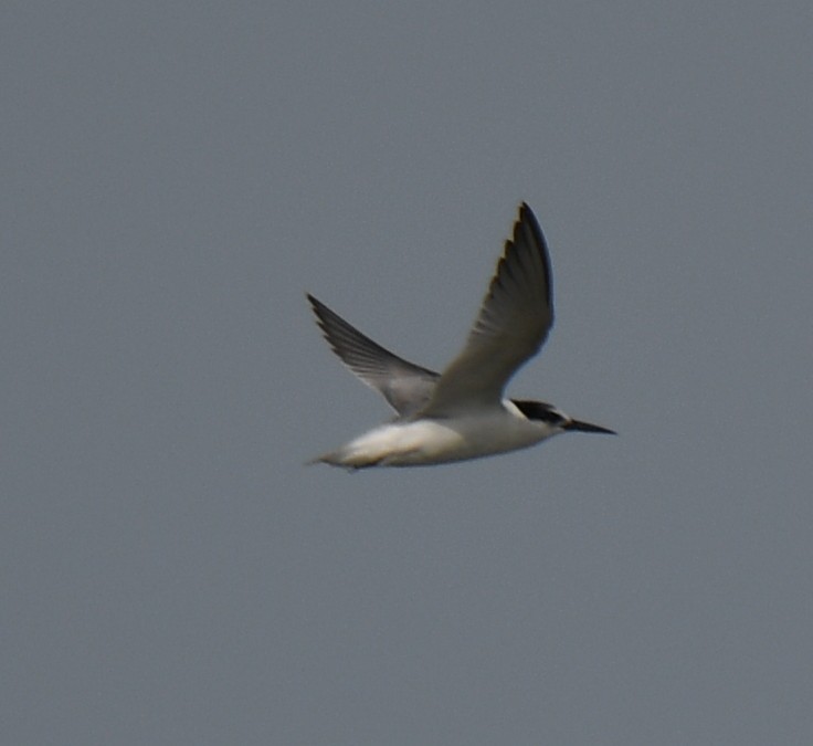 Little Tern - ML642371089