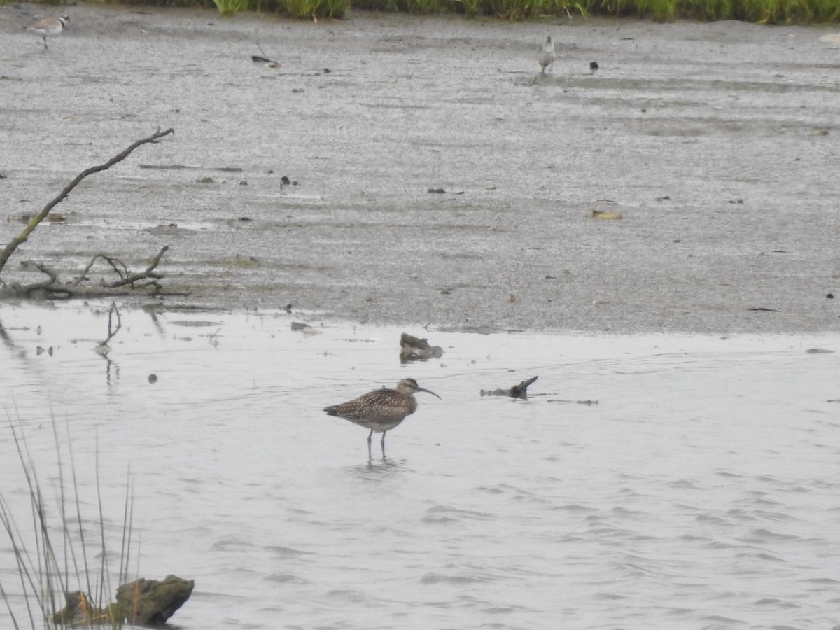 Whimbrel - ML642371092