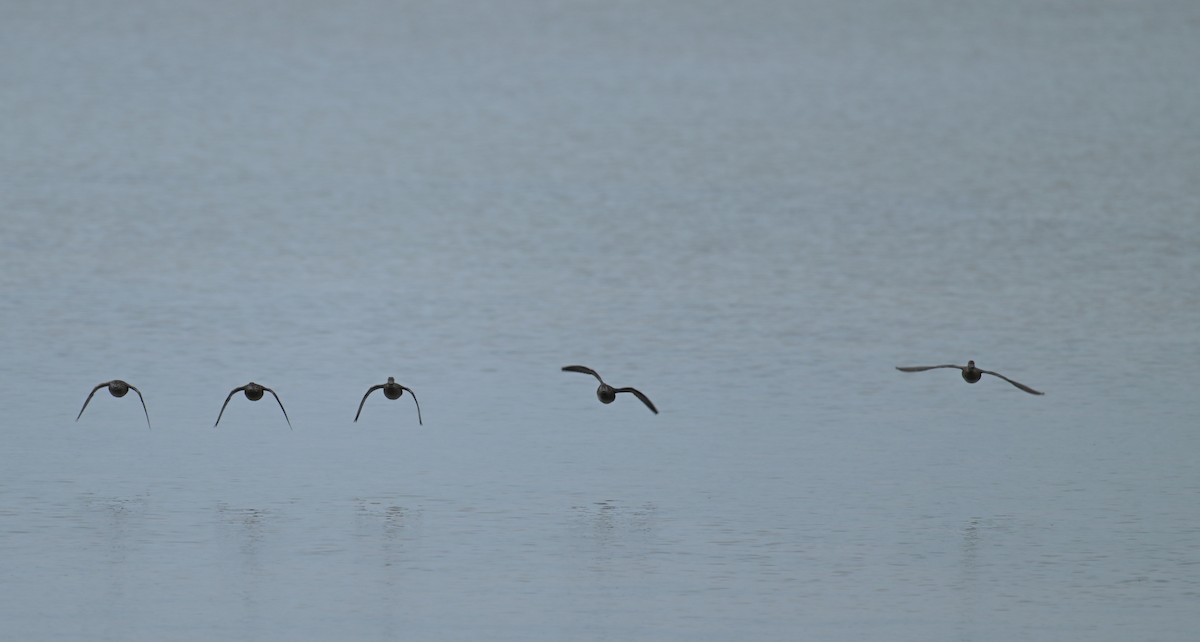 Garganey - ML642371095