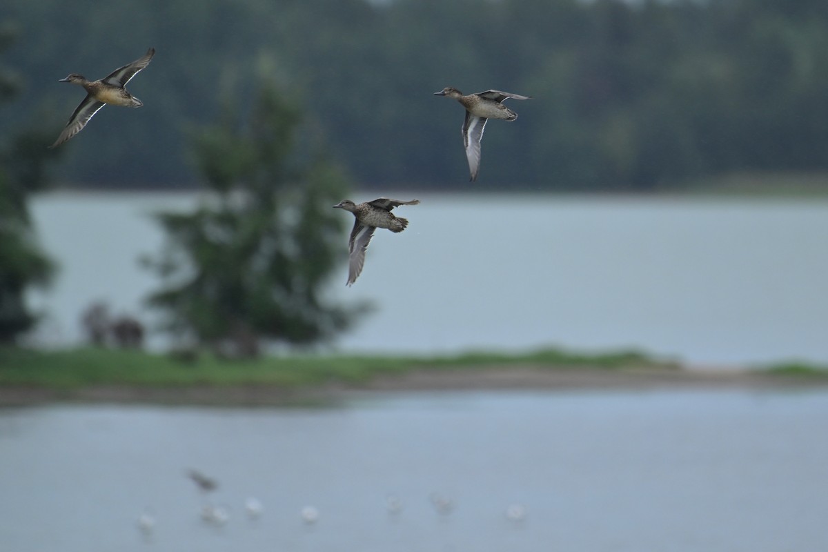 Garganey - ML642371096