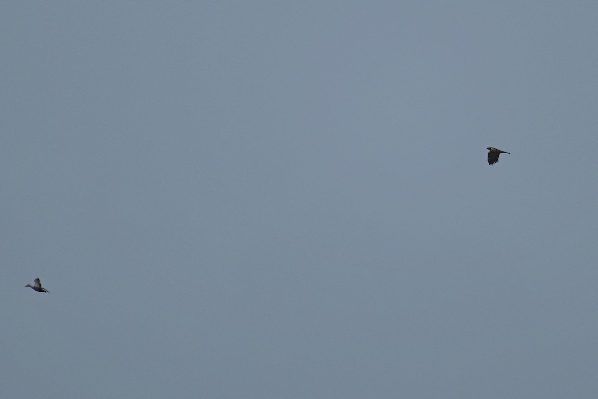 Eastern Marsh Harrier - ML642371099