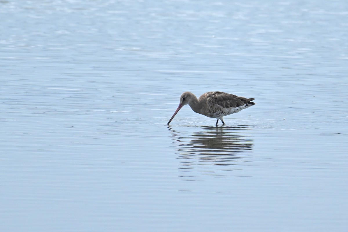 Black-tailed Godwit - ML642371101