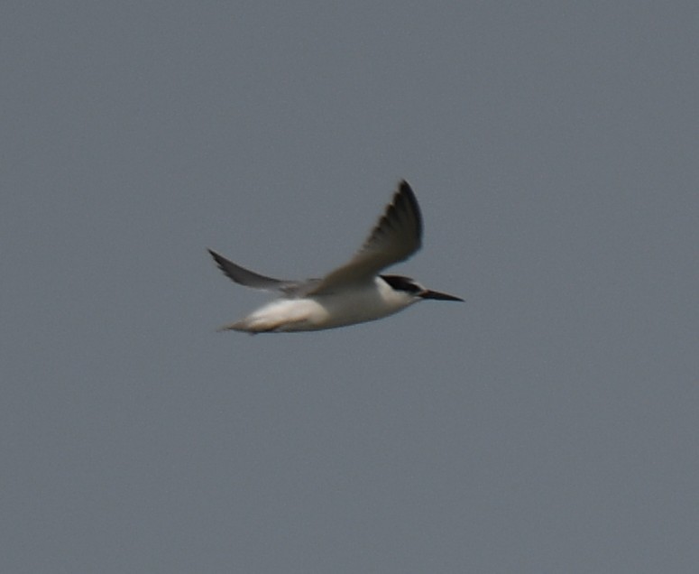 Little Tern - ML642371102