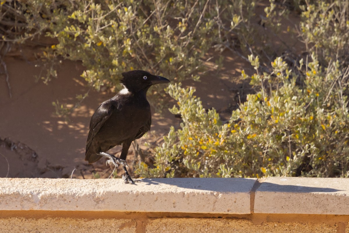 Little Crow - ML642371105