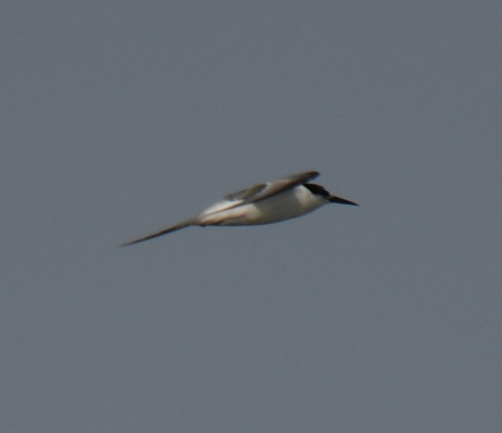 Little Tern - ML642371106