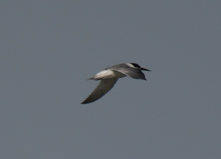 Little Tern - ML642371108