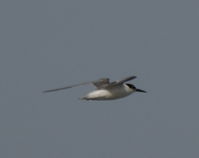 Little Tern - ML642371112