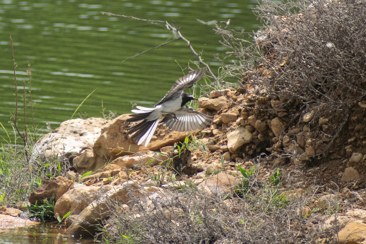 White-browed Wagtail - ML642371114