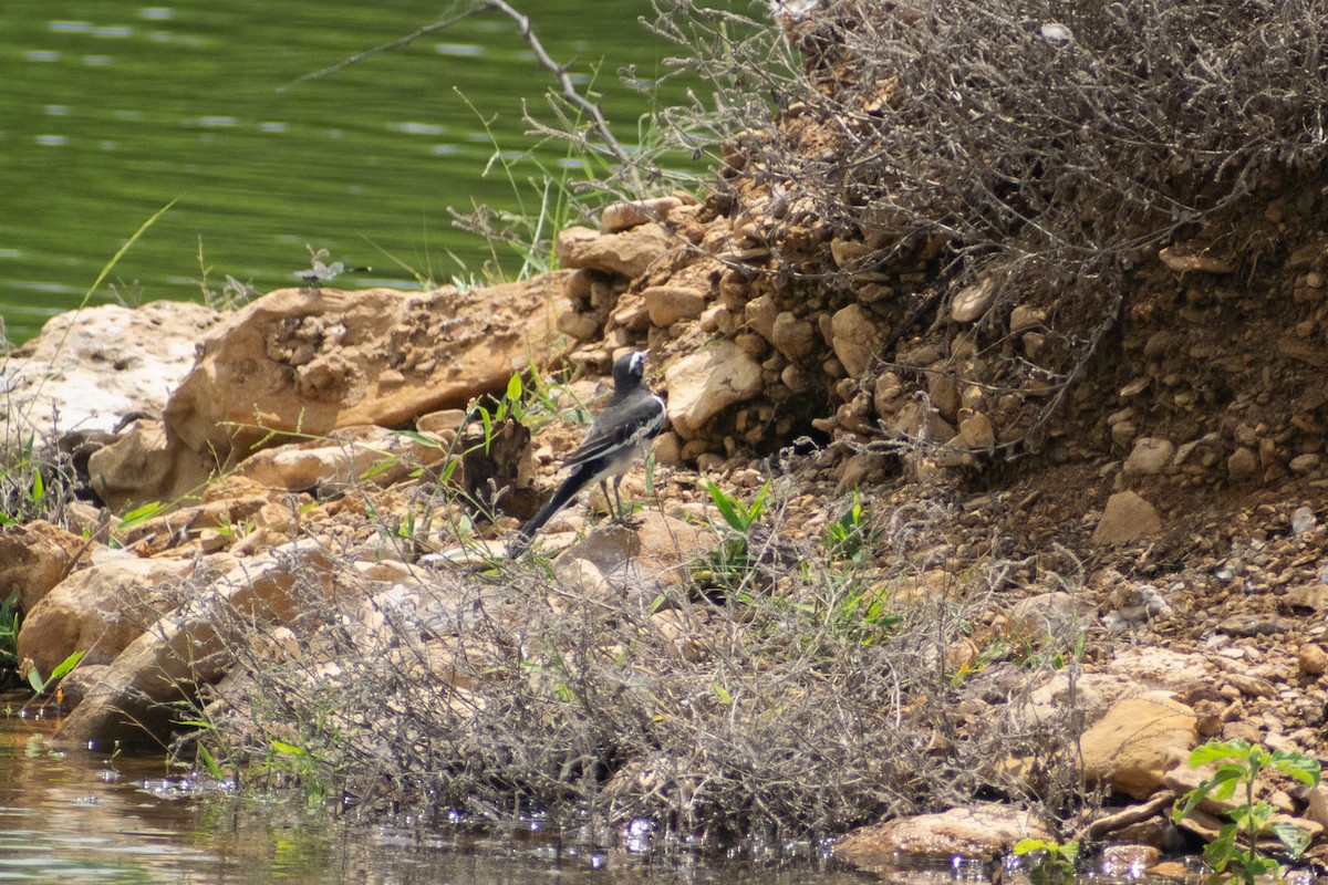 White-browed Wagtail - ML642371115