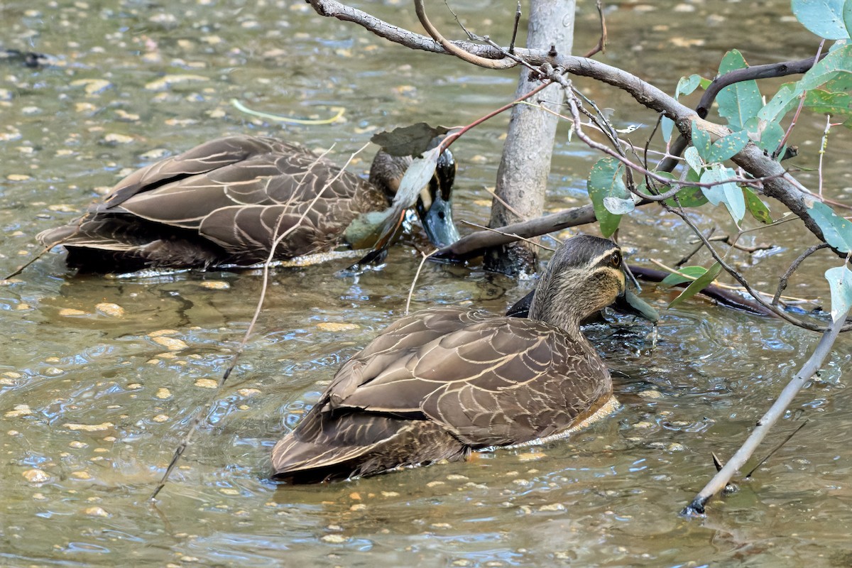 Canard à sourcils - ML642371117