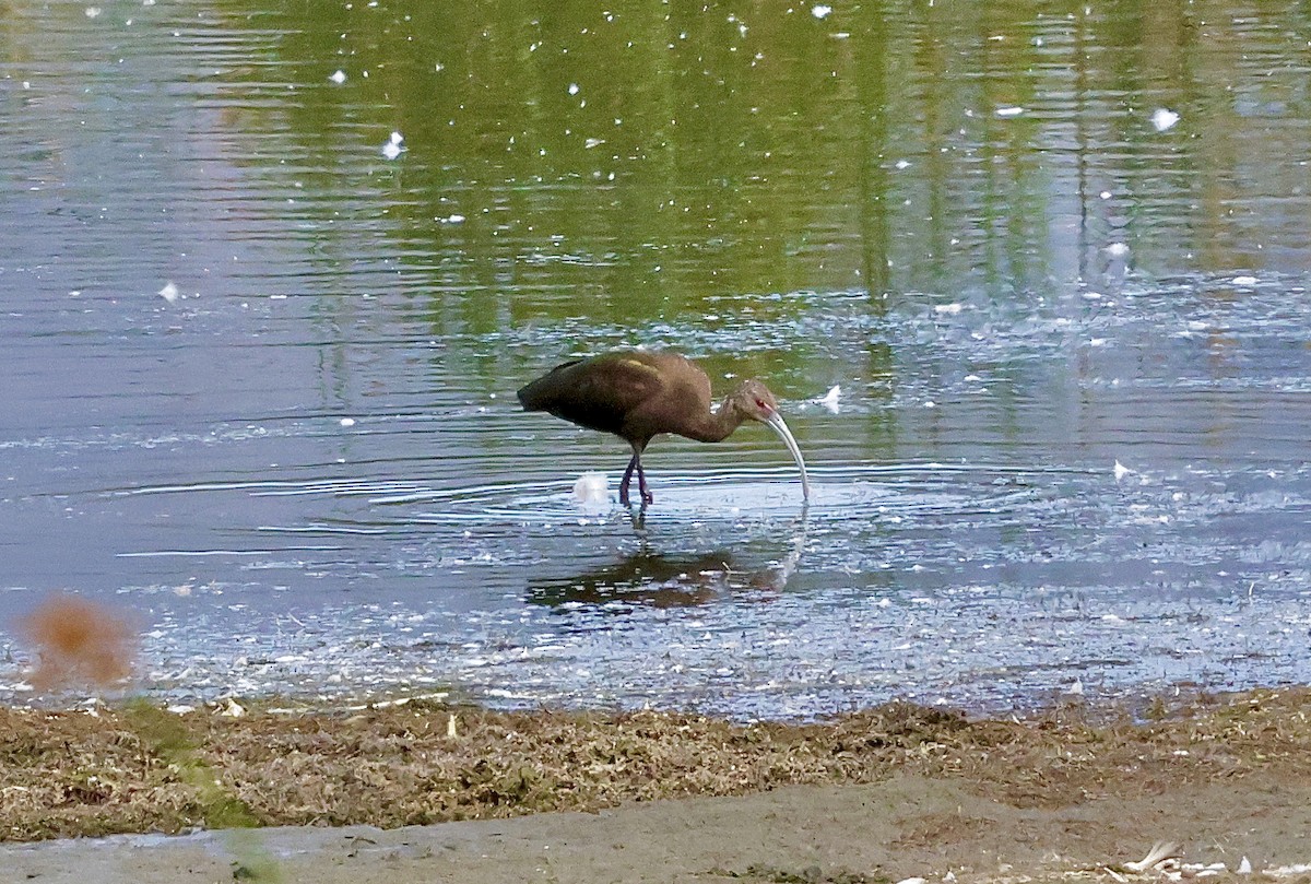 Ibis à face blanche - ML642371125