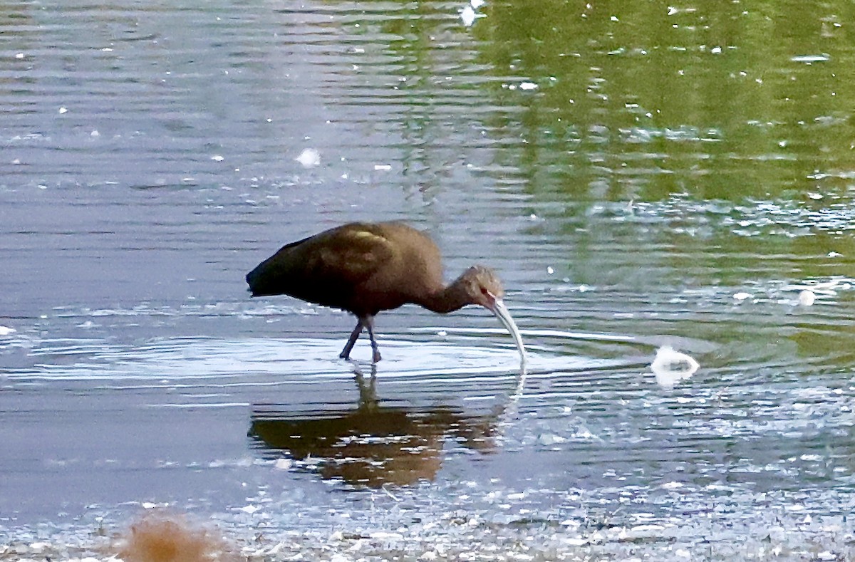 Ibis à face blanche - ML642371127