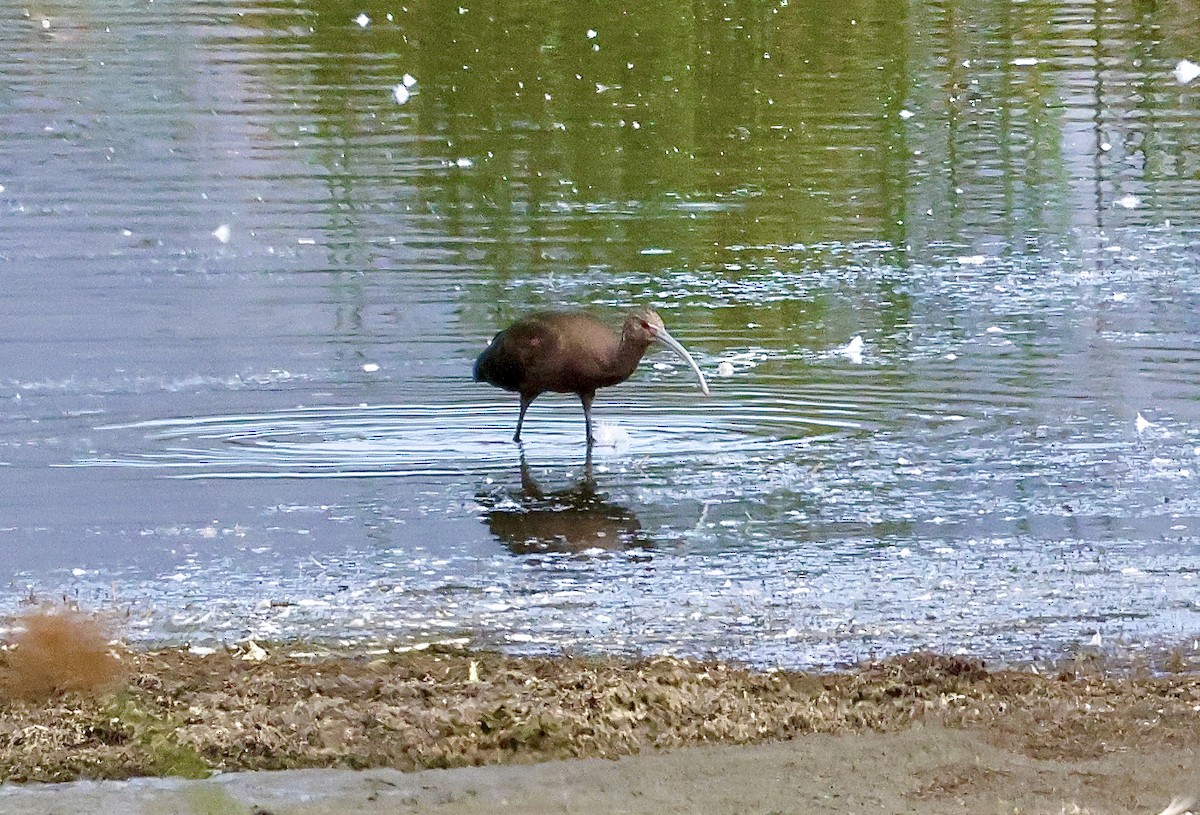 Ibis à face blanche - ML642371130
